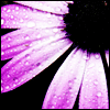 Flower3